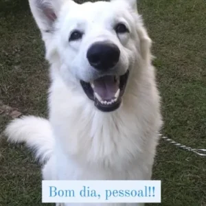 foto 1 cliente de adestramento e adestrador